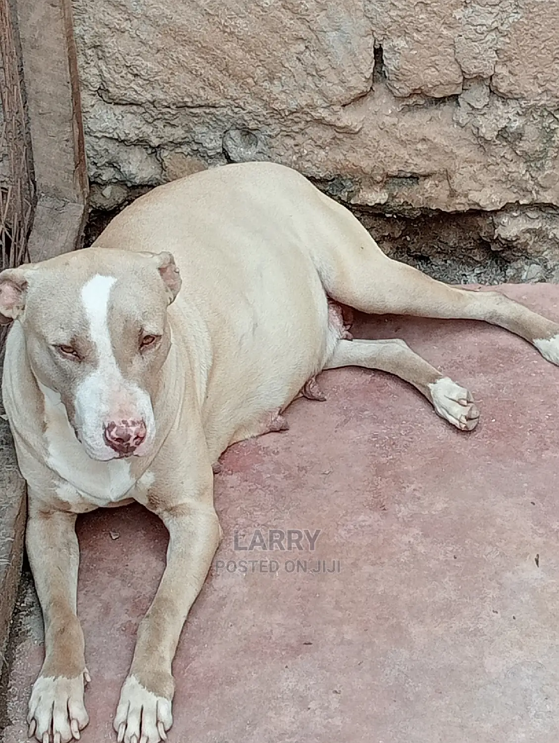 1+ Year Female Purebred American Pit Bull Terrier