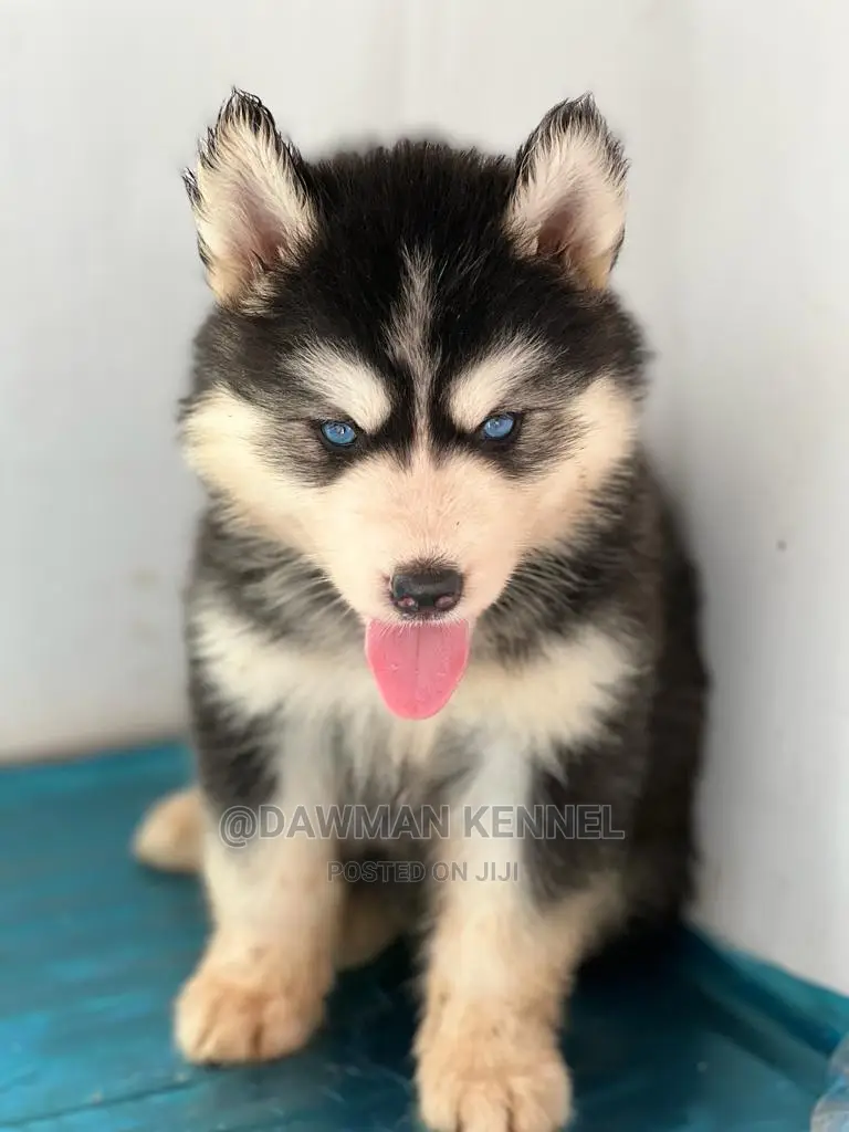 1-3 Months Female Purebred Siberian Husky
