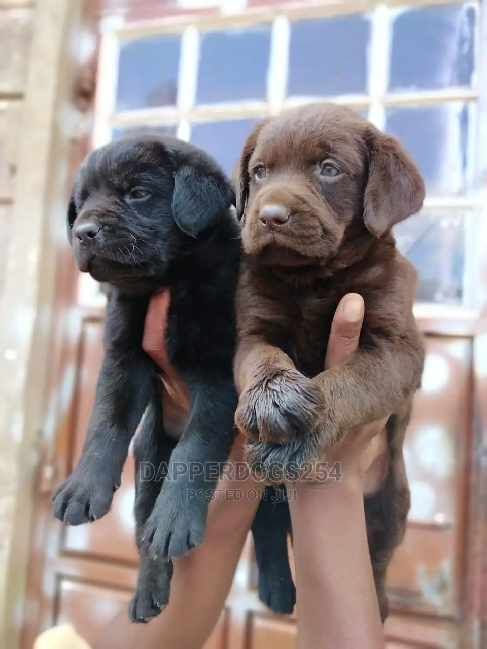 1-3 Months Female Purebred Labrador Retriever