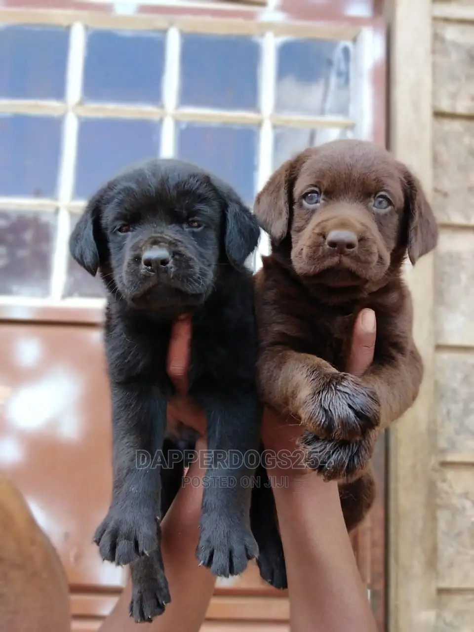 1-3 Months Female Purebred Labrador Retriever