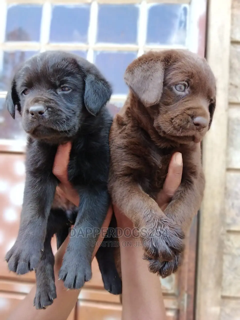 1-3 Months Female Purebred Labrador Retriever
