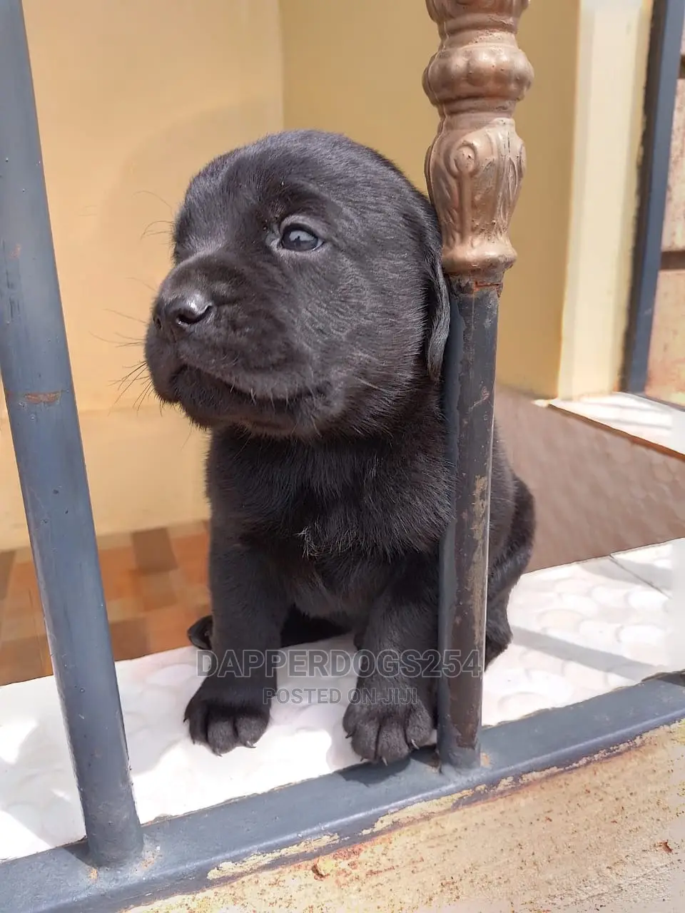 1-3 Months Female Purebred Labrador Retriever