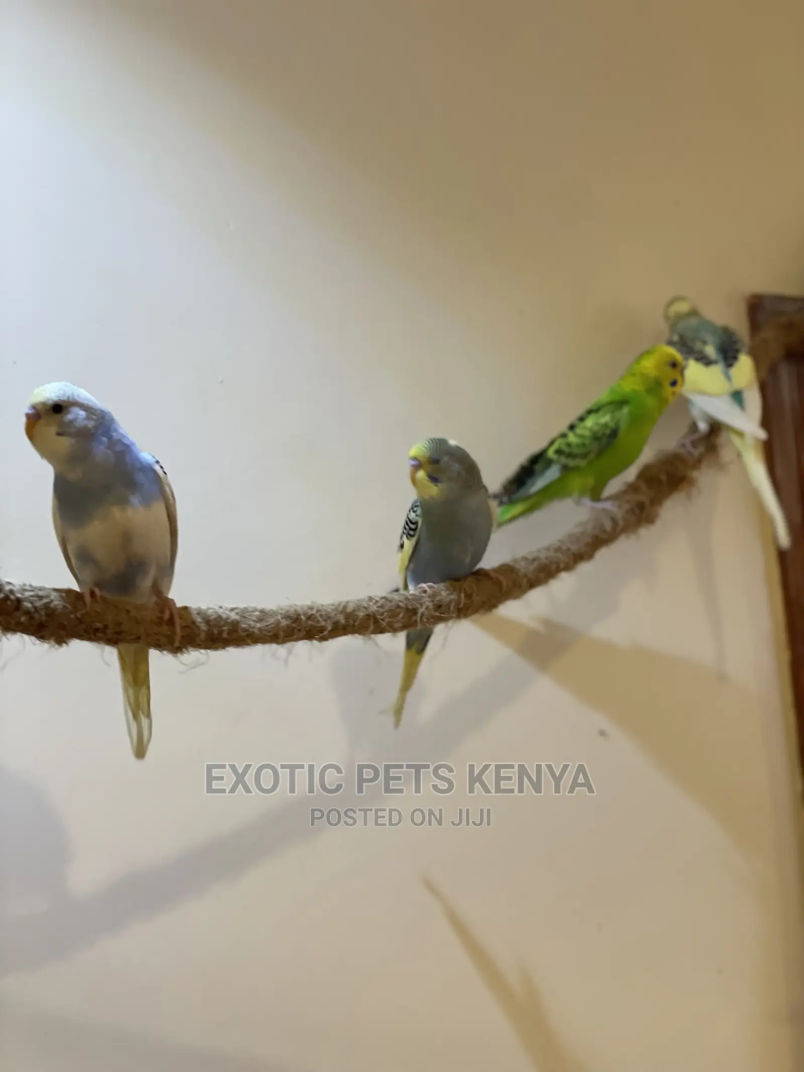Colorful Budgies for Sale