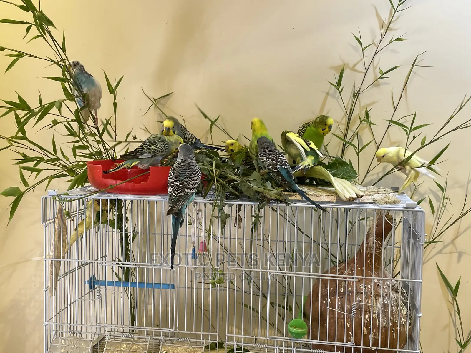 Colorful Budgies for Sale