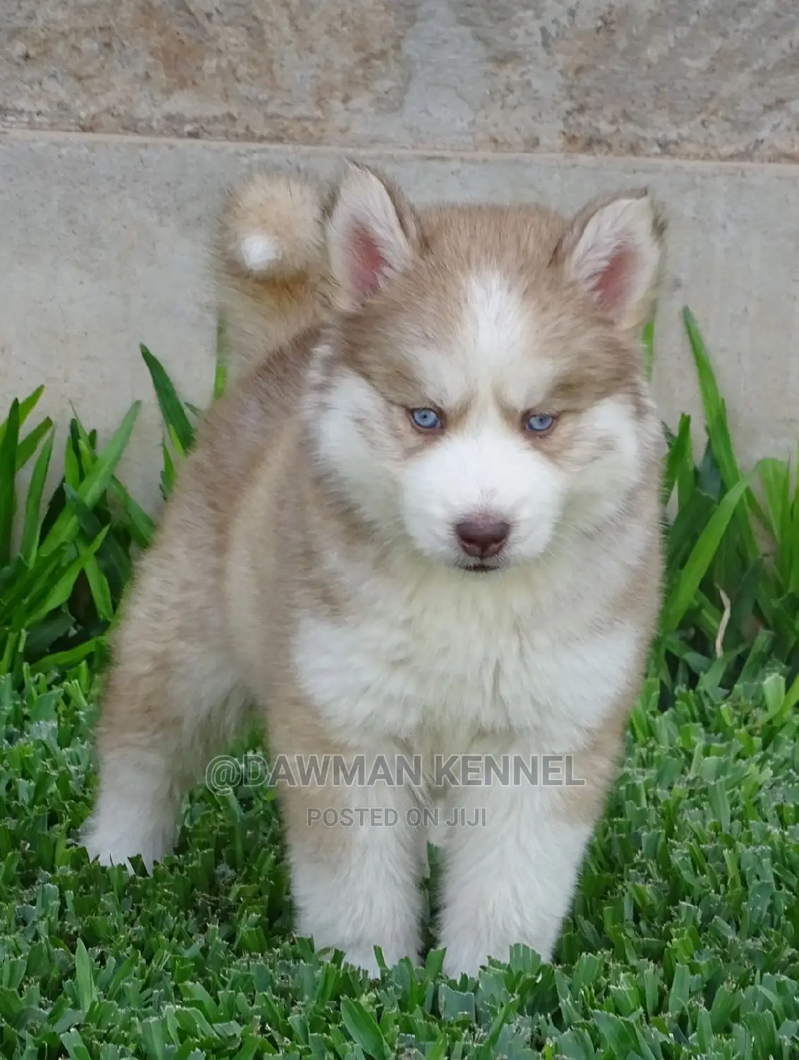 1-3 Months Male Purebred Siberian Husky