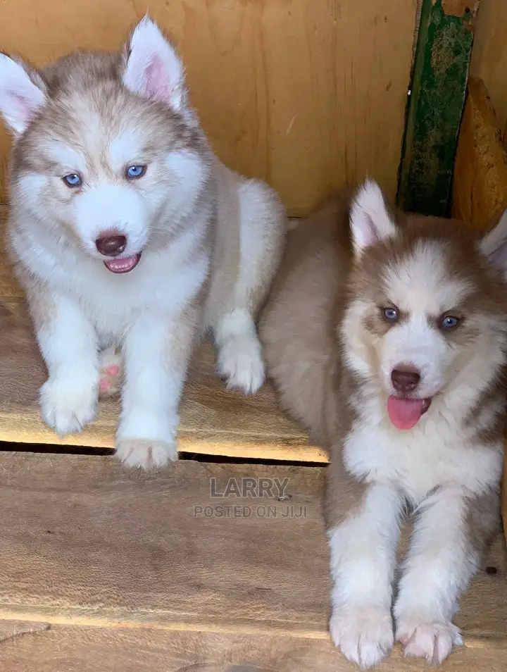 1-3 Months Female Purebred Siberian Husky