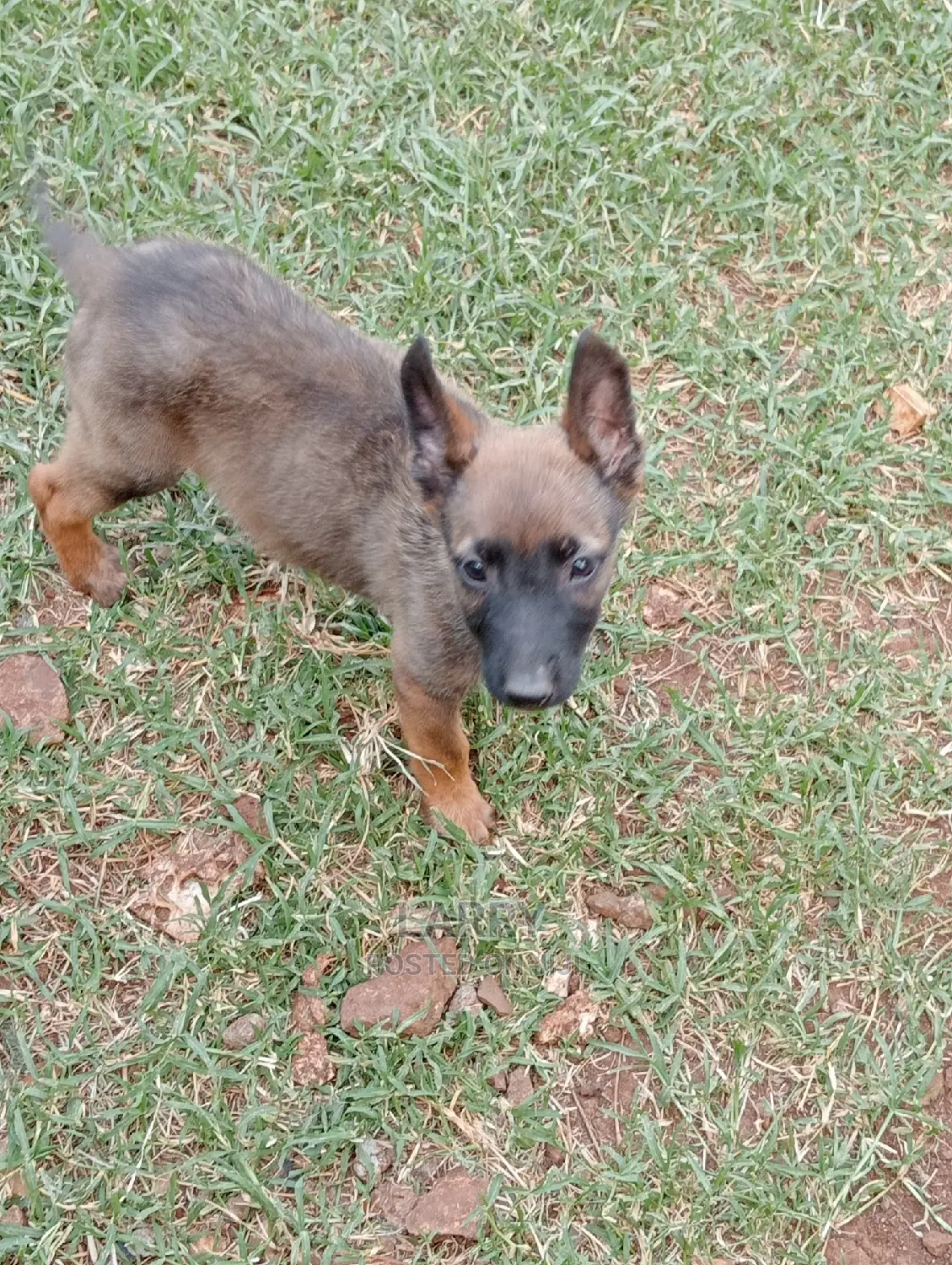 1-3 Months Male Purebred Belgian Malinois