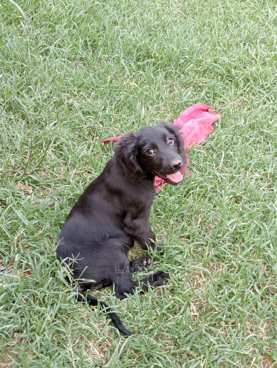 1-3 Months Female Purebred Cocker Spaniel