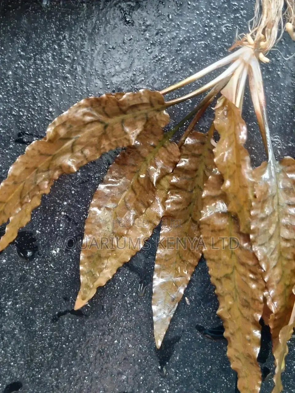 Cryptocoryne Undulata , Aquarium Live Plants