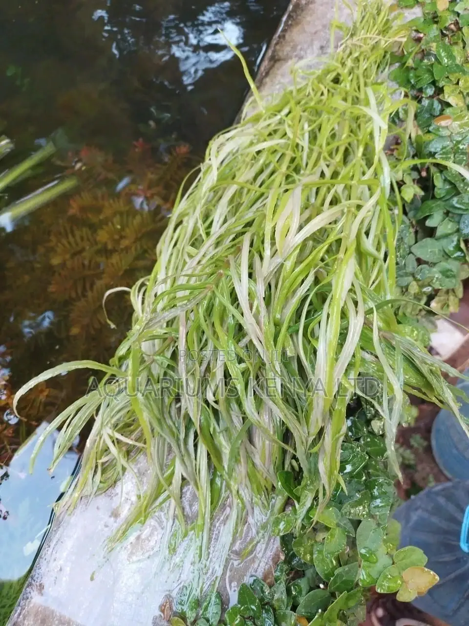Pogostemon Stellatus 'Octopus' - Live Aquarium Plants