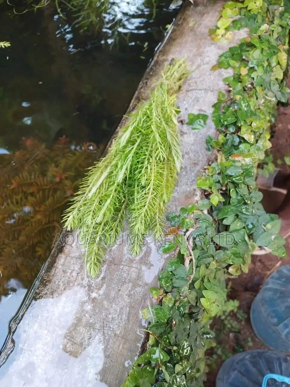 Watermilfoils, Aquarium Live Plants, Pond Plants
