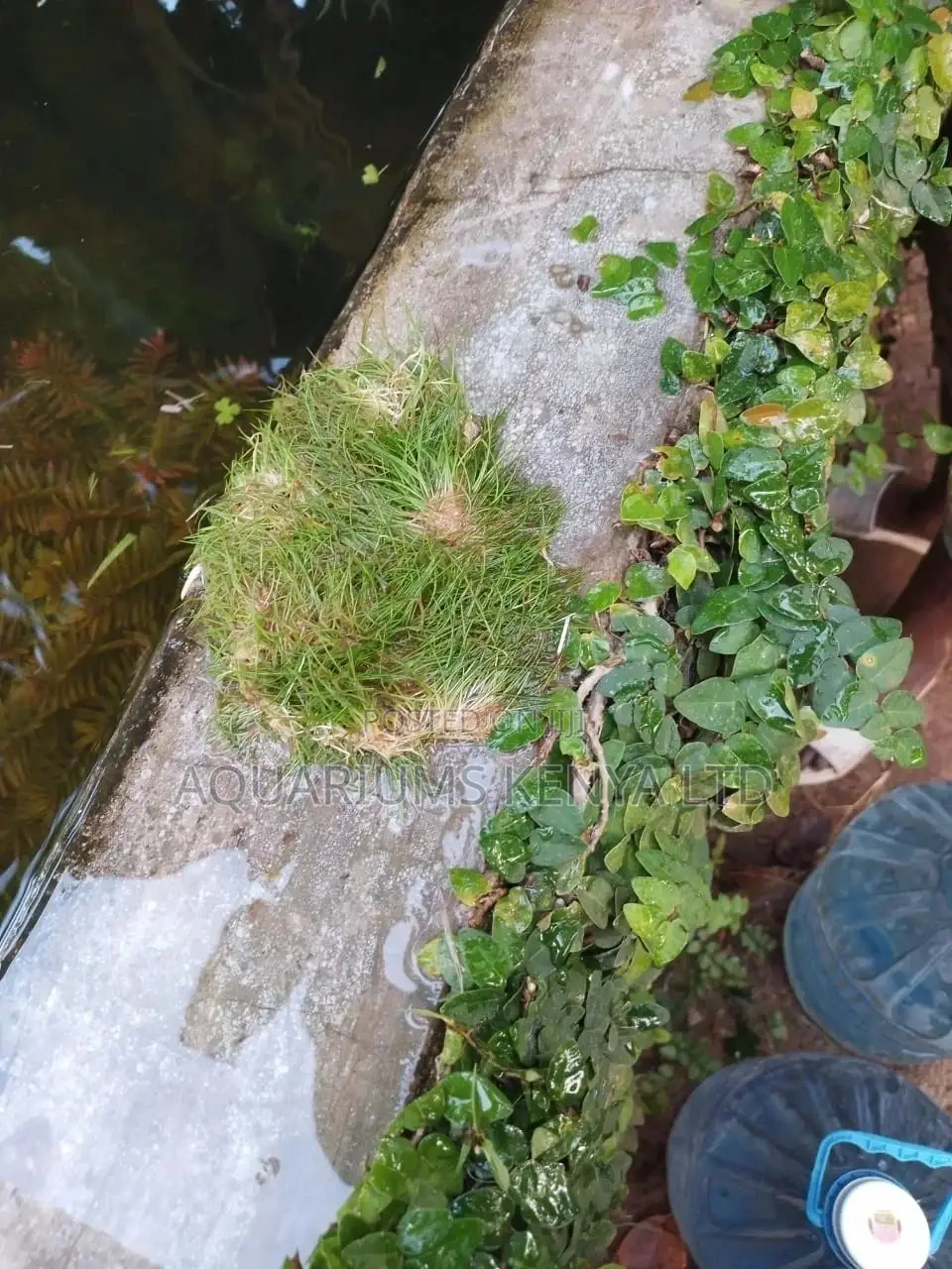Dwarf Hair Grass,Eleocharis Acicularis, Aquarium Plant