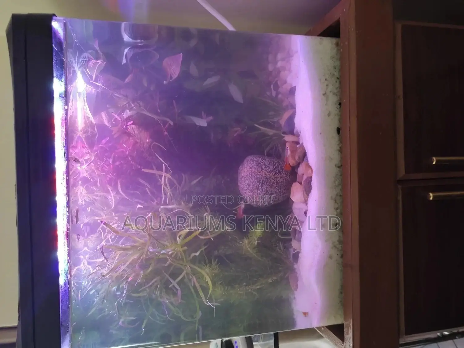 Aquarium Planting Live Plants , Aquascaping.