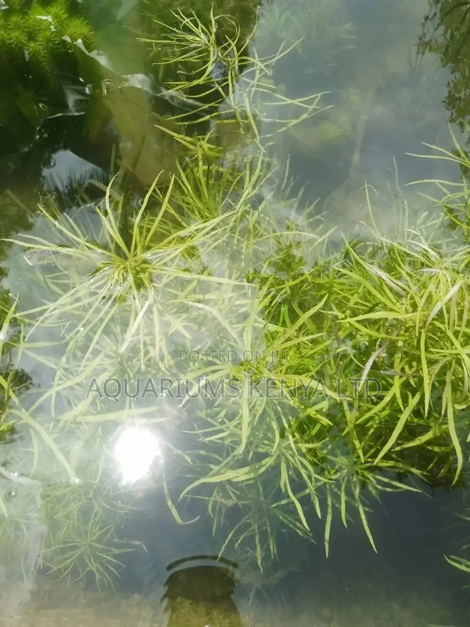 Eusteralis Stellata/Dysophylla Stellata Aquarium Live Plant