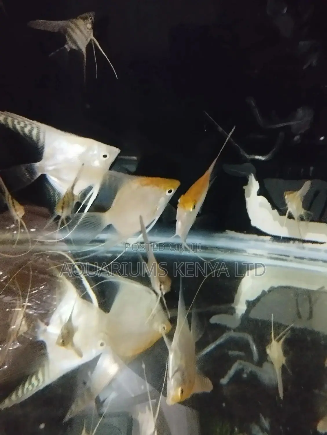 Angels Fish, Aquarium Fish