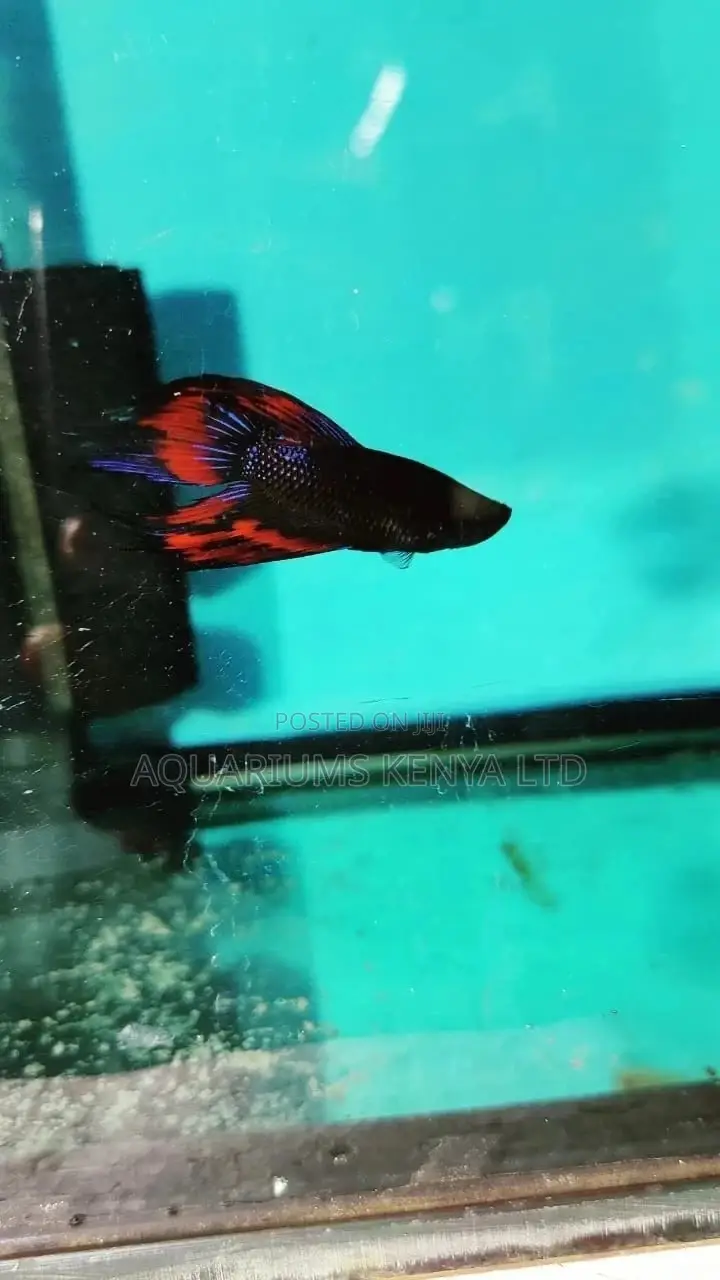 Betta Fish,Fish Bowl Fish
