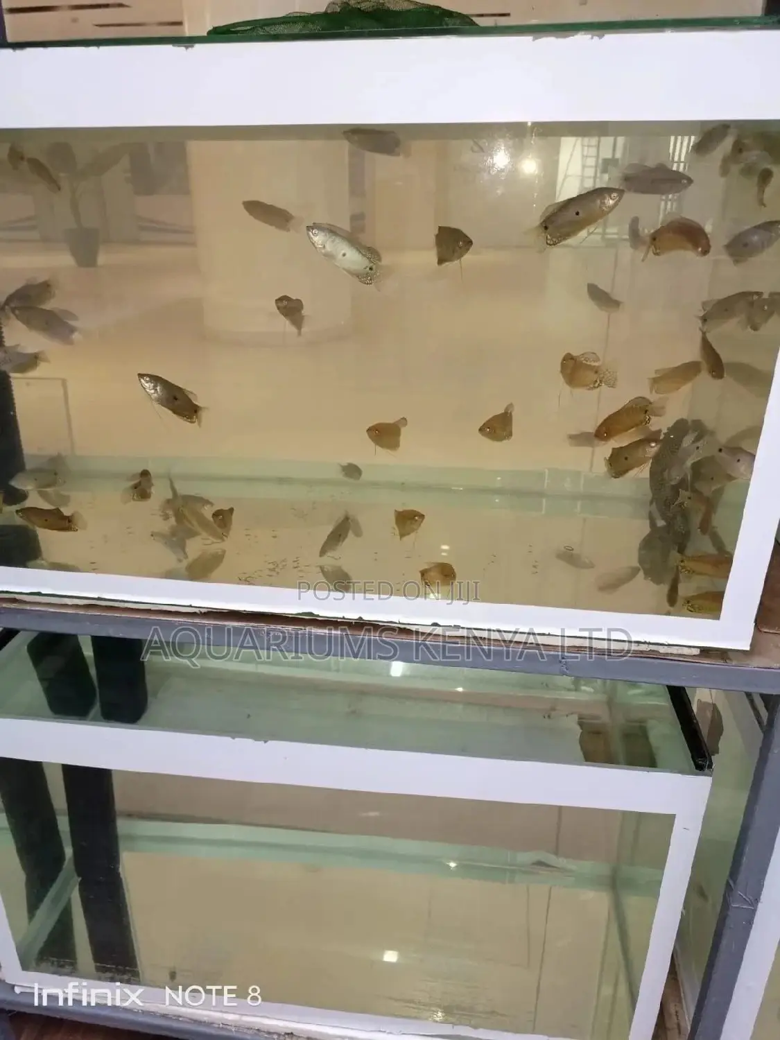 Aquarium Fish ,Variety Like Gouramis