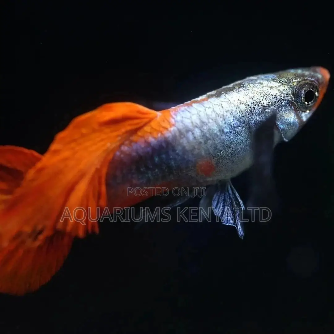 Brightly Guppy Fish, Aquarium Fish