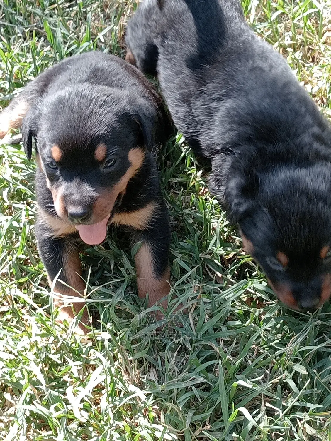1-3 Months Male Purebred Rottweiler