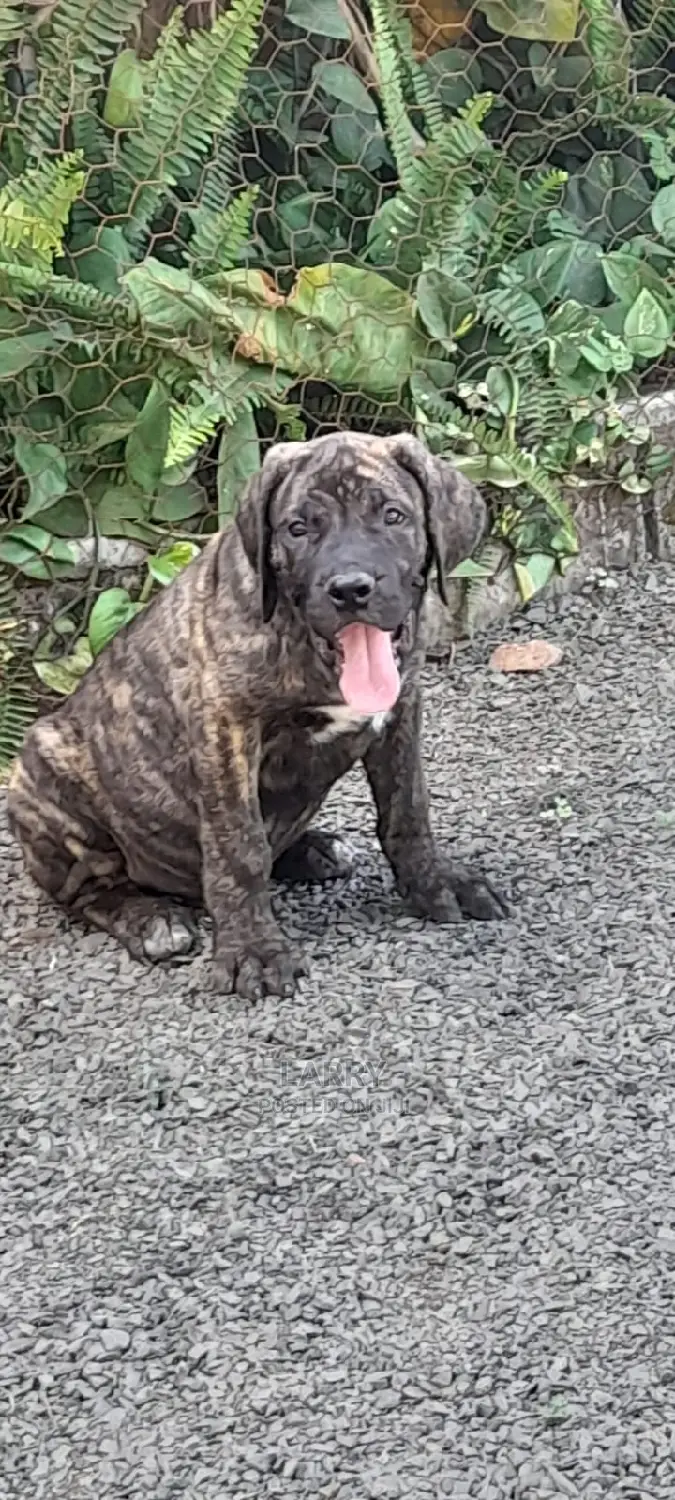 1-3 Months Female Purebred Boerboel