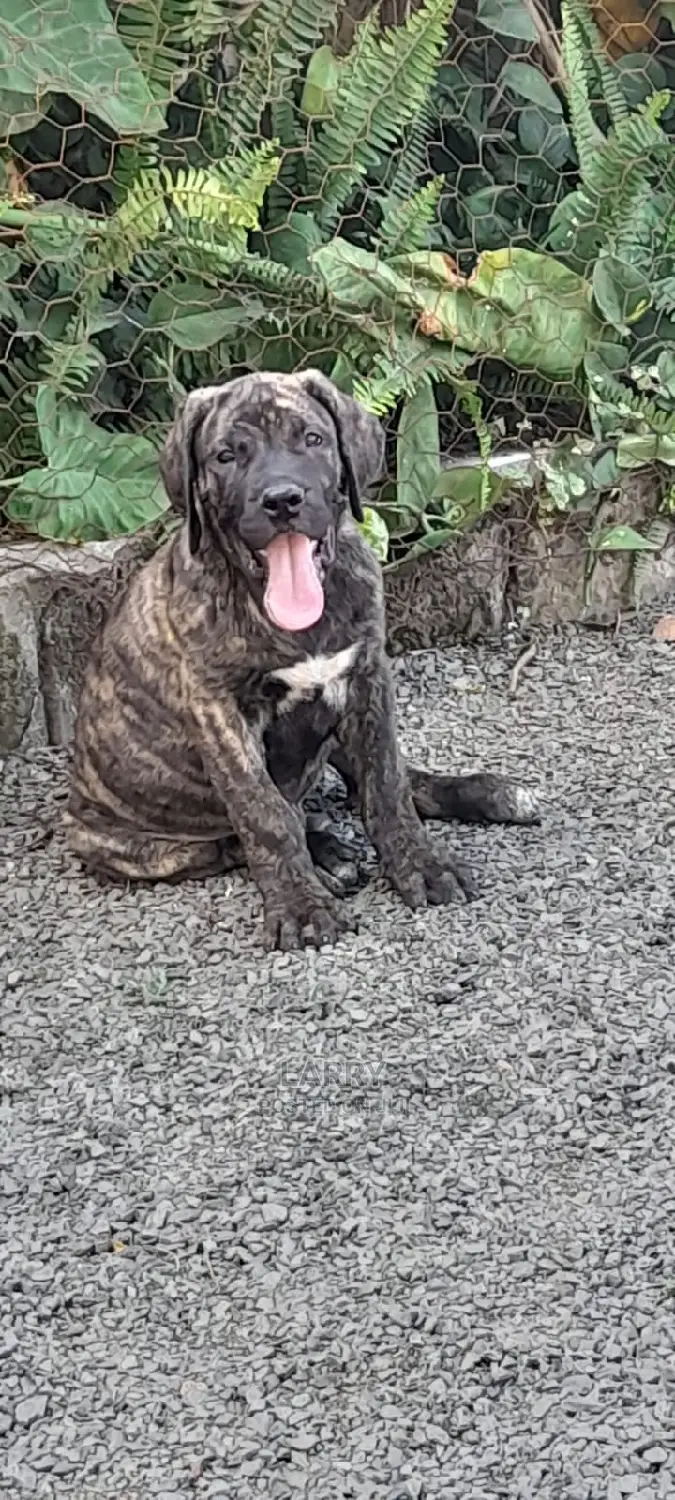 1-3 Months Female Purebred Boerboel