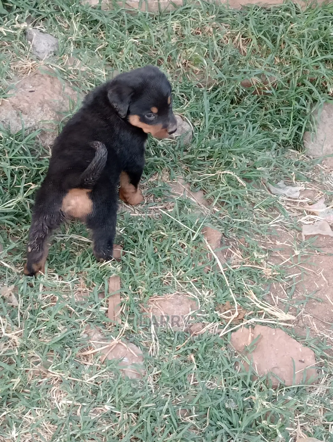 1-3 Months Female Purebred Rottweiler