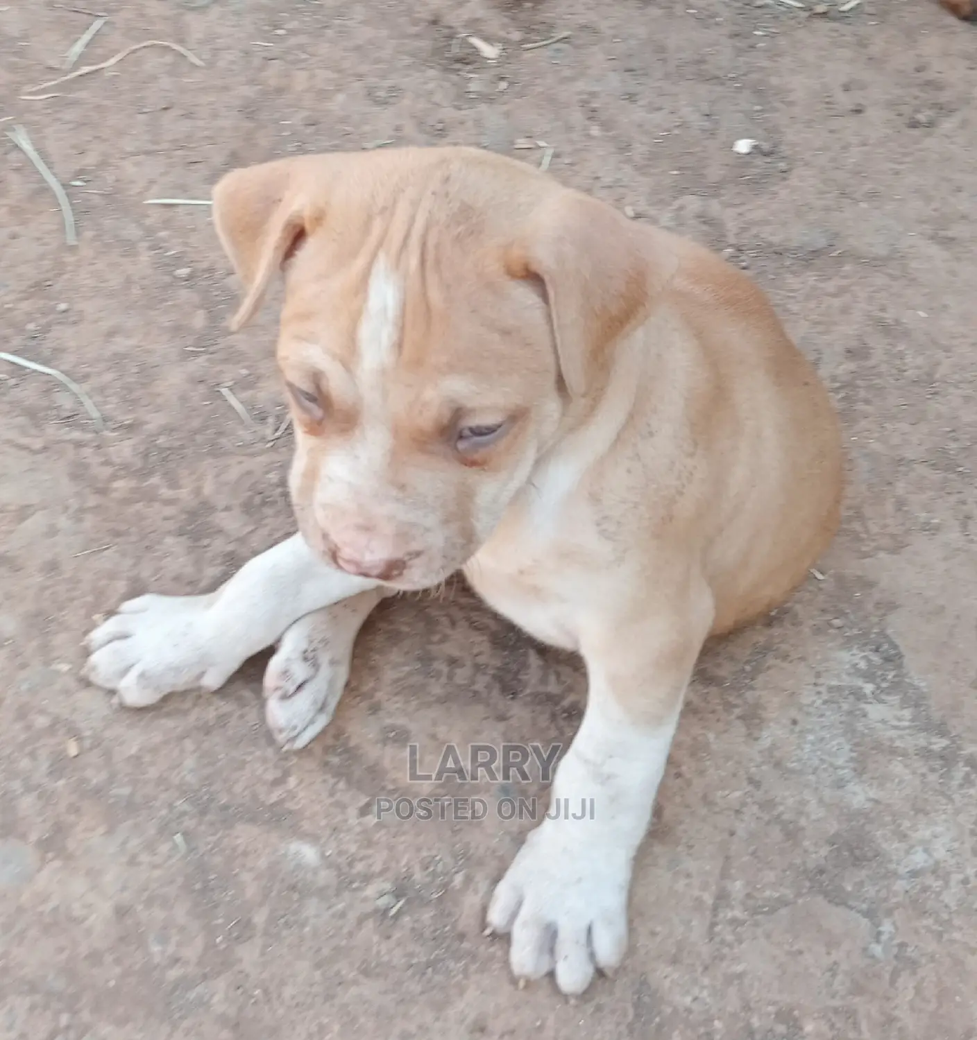1-3 Months Female Purebred American Pit Bull Terrier