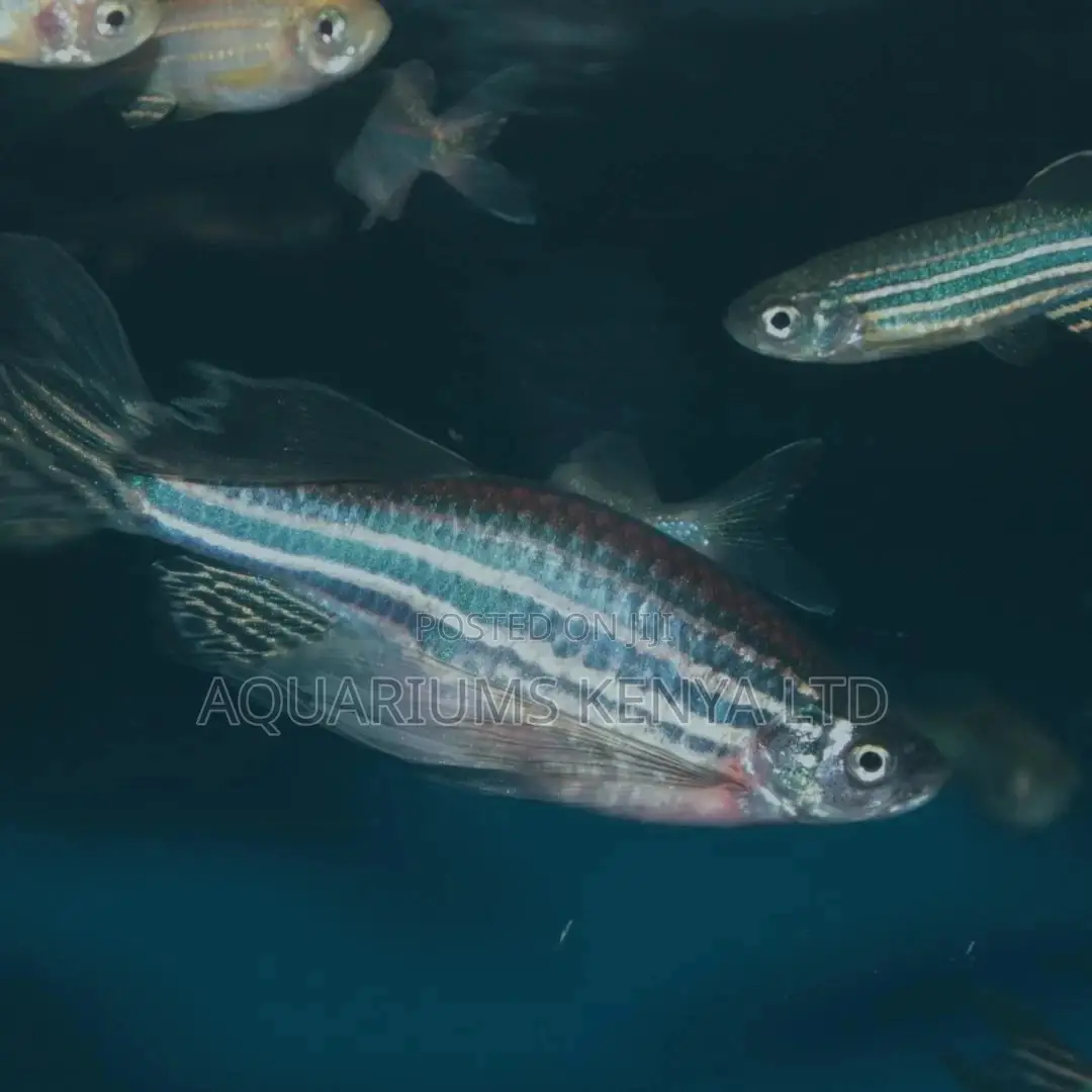Danio, Zebra Fish, Aquarium Fish