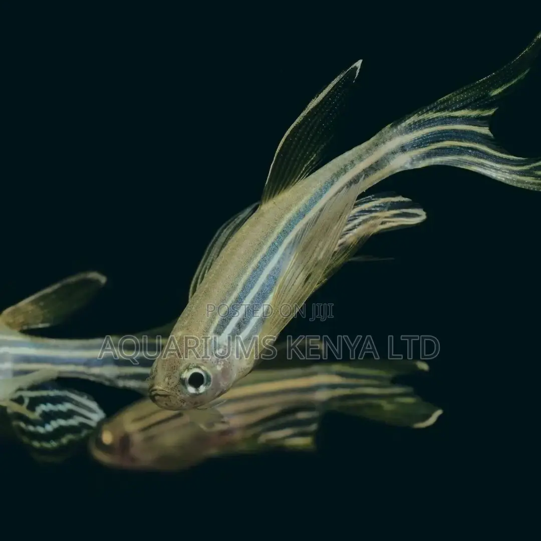 Danio, Zebra Fish, Ornamental Aquarium Fish.