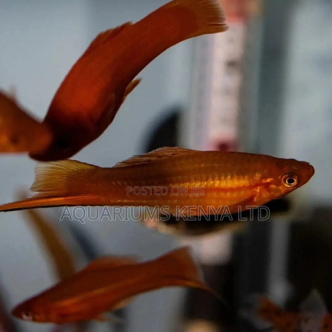 Swordtails, Aquarium Fish