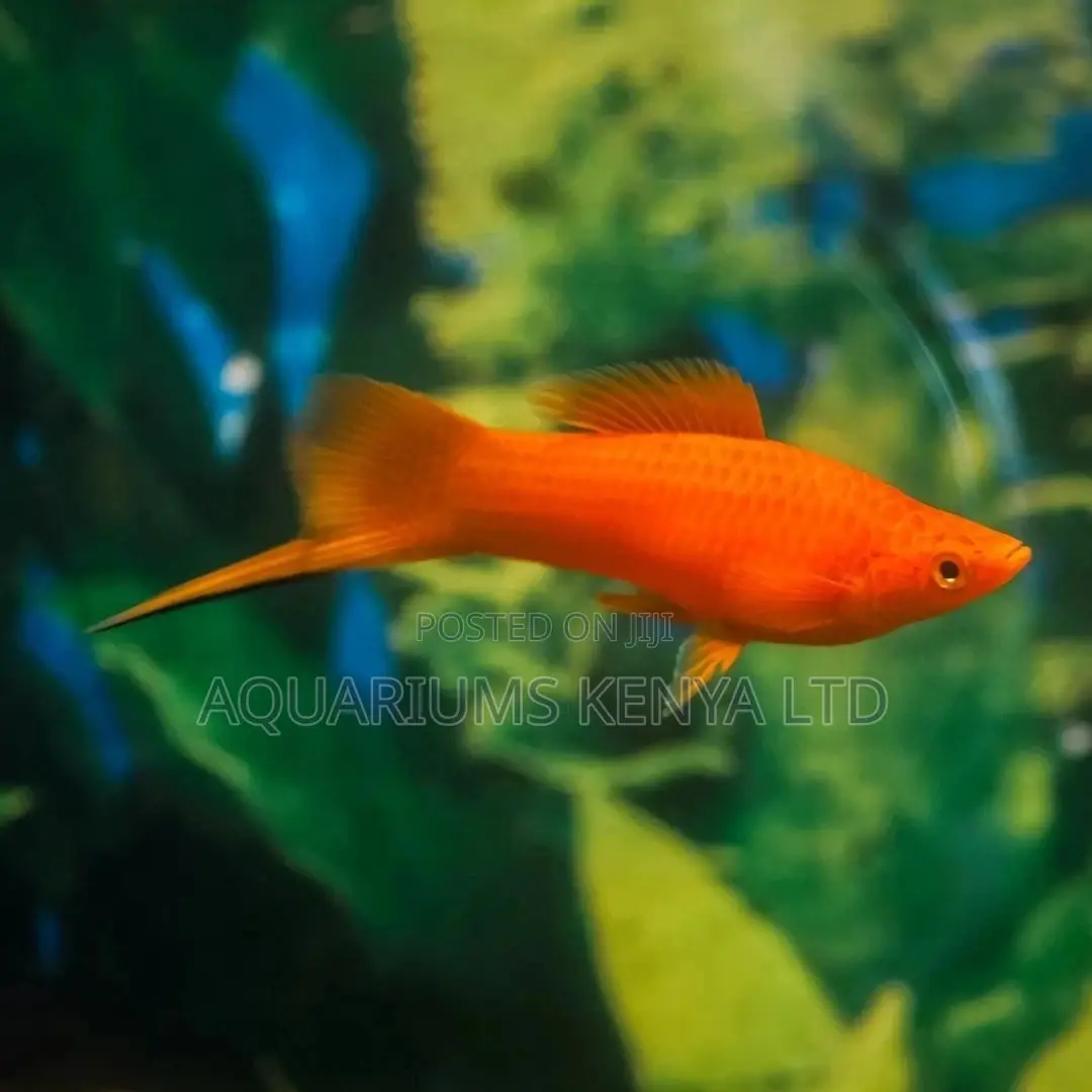 Swordtails Aquarium Fish