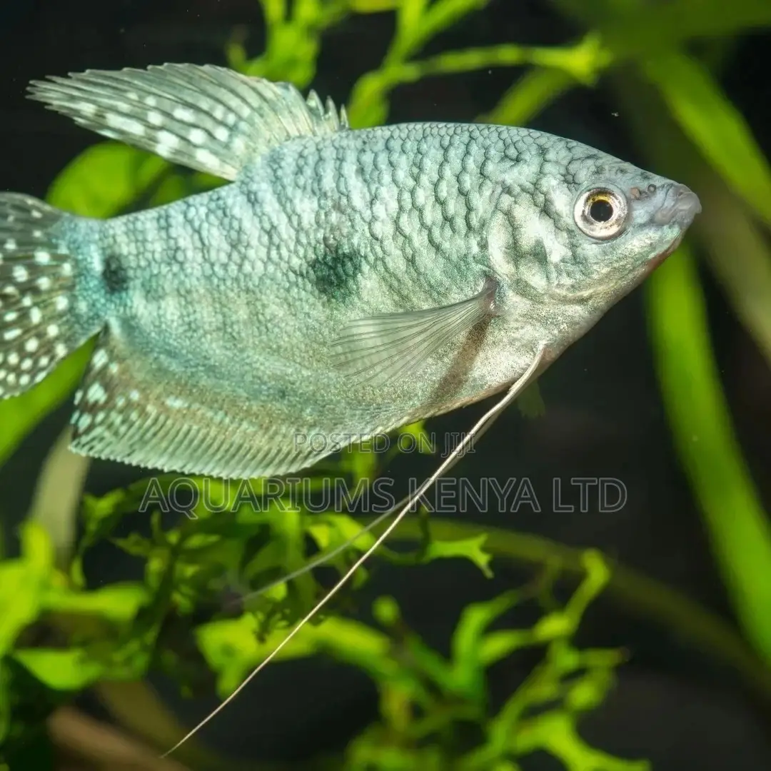 Honey Gouramis, Aquarium Fish