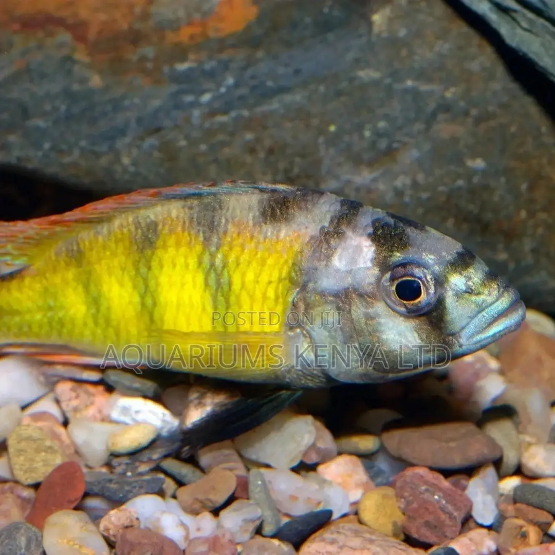 Cichlid Astatotilapia, Aquarium Fish