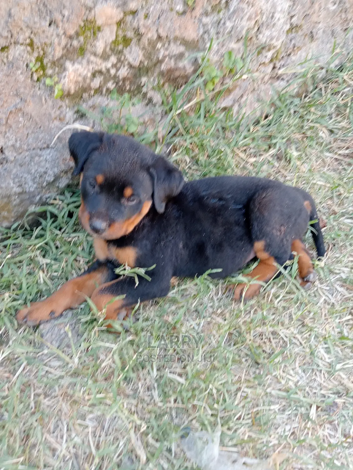 1-3 Months Female Purebred Rottweiler