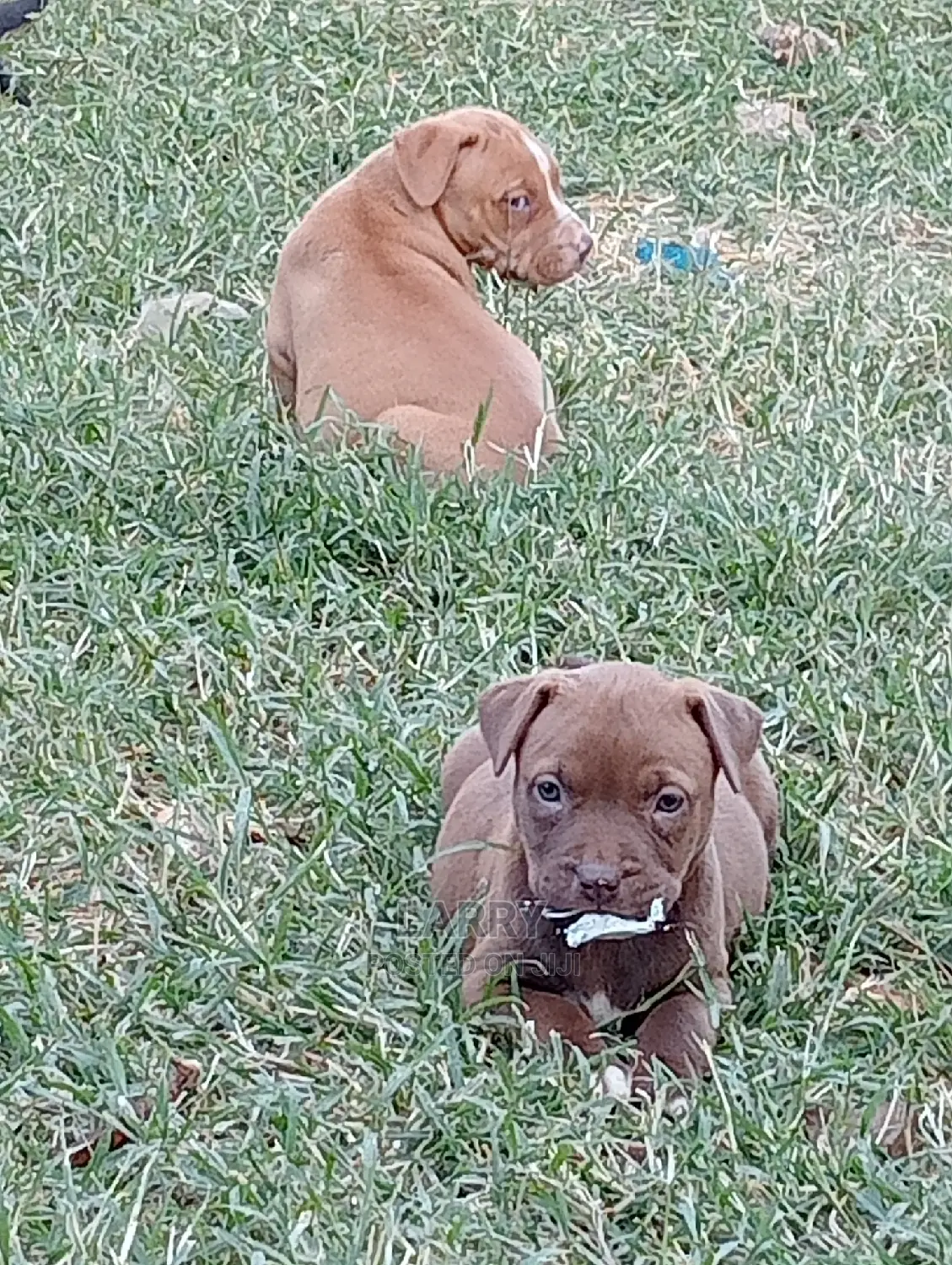 1-3 Months Female Purebred American Pit Bull Terrier