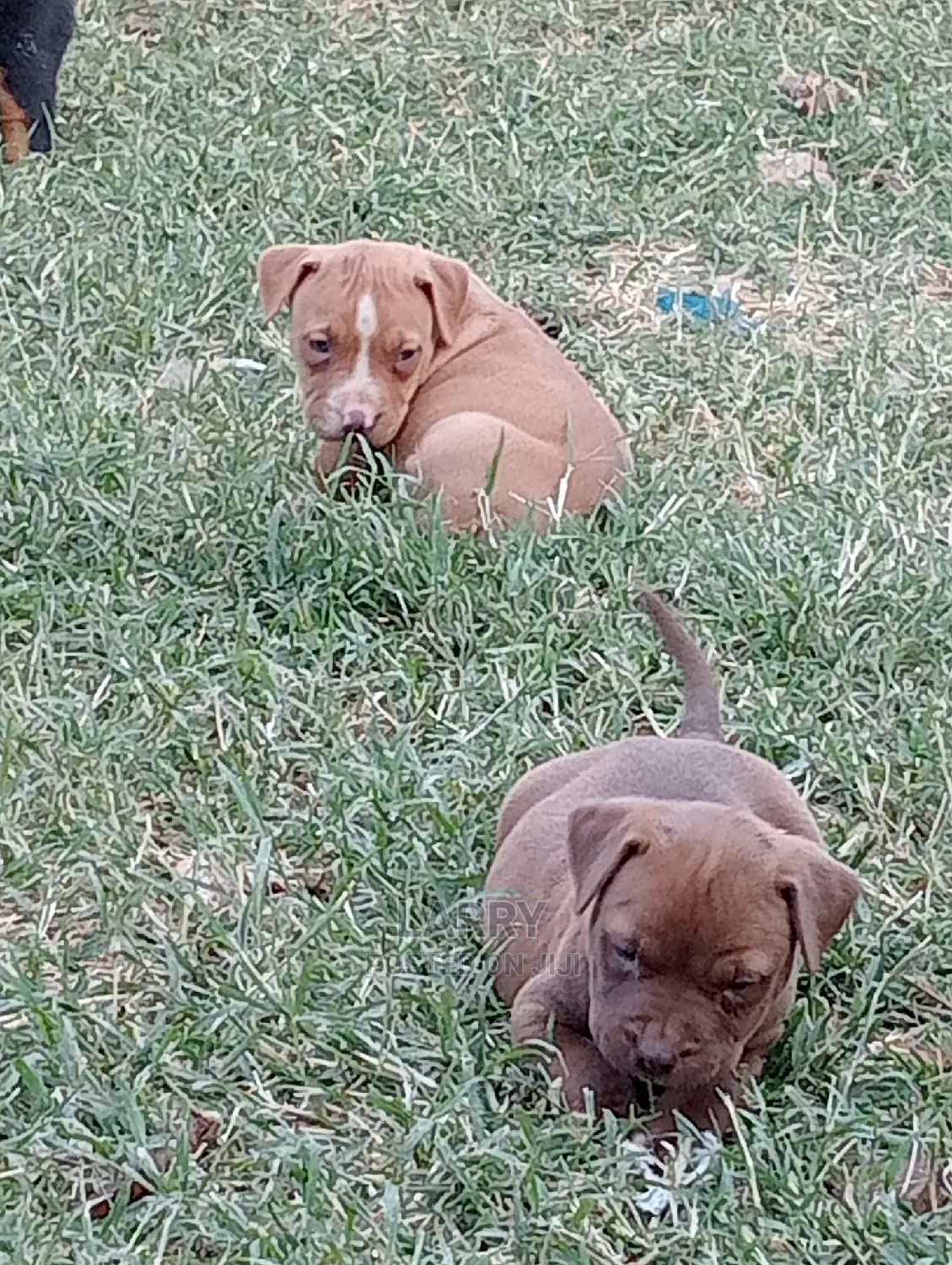 1-3 Months Female Purebred American Pit Bull Terrier