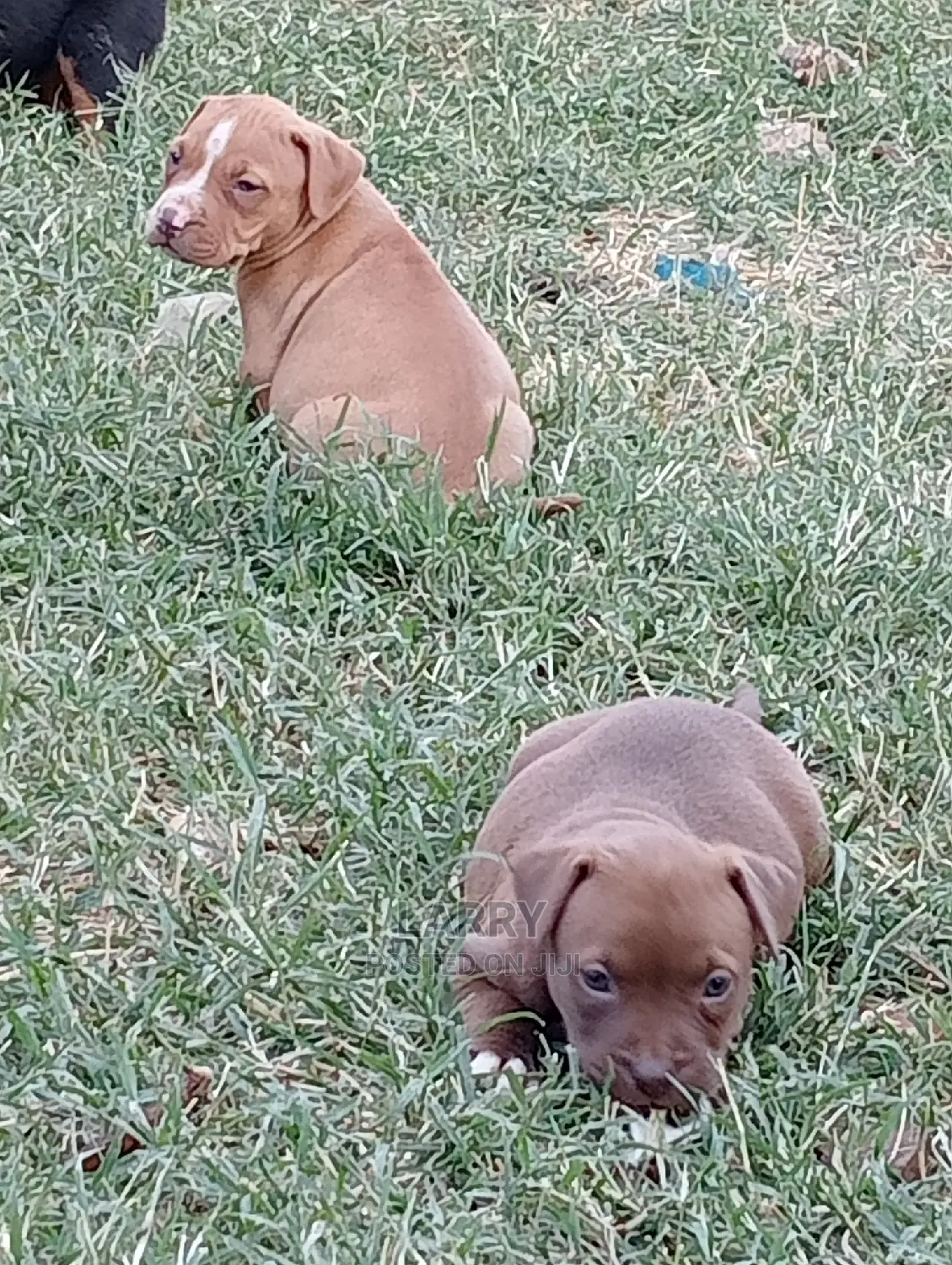 1-3 Months Female Purebred American Pit Bull Terrier