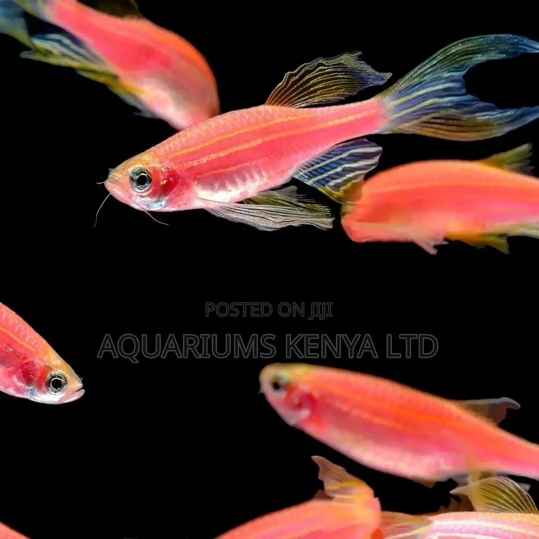 Danio Rario,Zebra Fish , Aquarium Fish