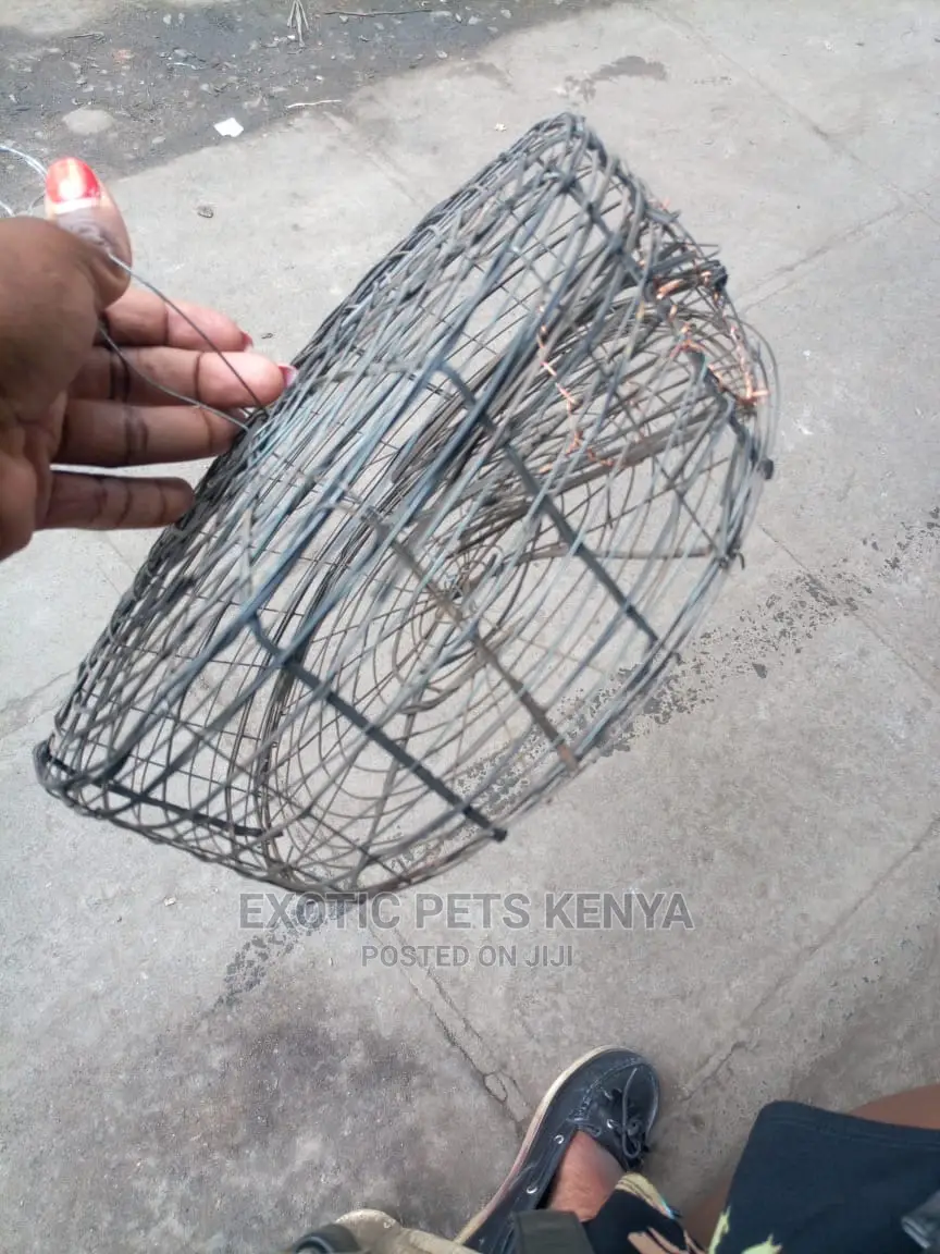 Mouse/Rat Traps