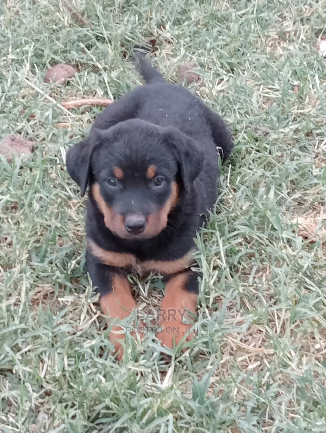1-3 Months Female Purebred Rottweiler