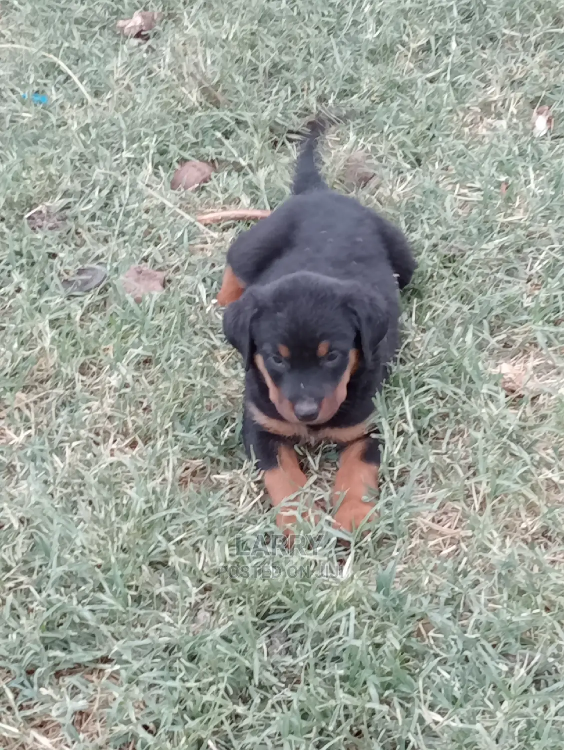 1-3 Months Female Purebred Rottweiler