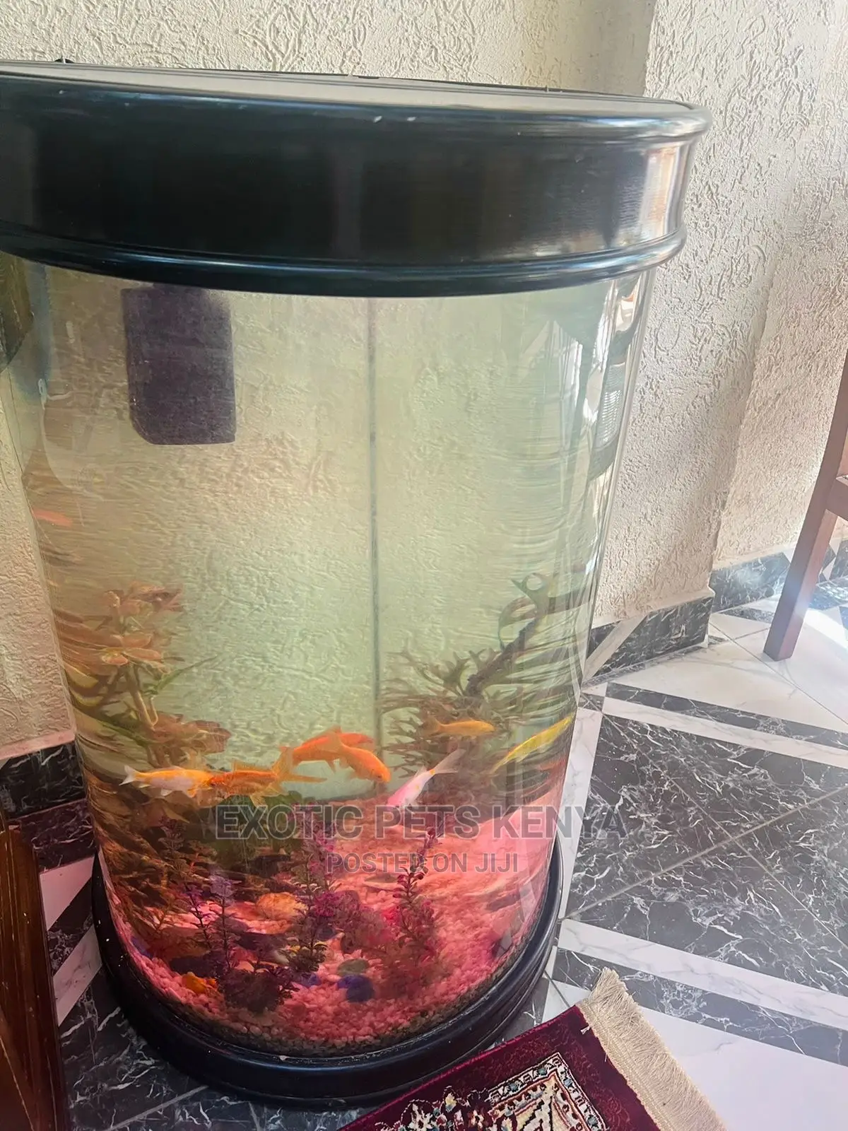Fish With Beautiful Aquarium