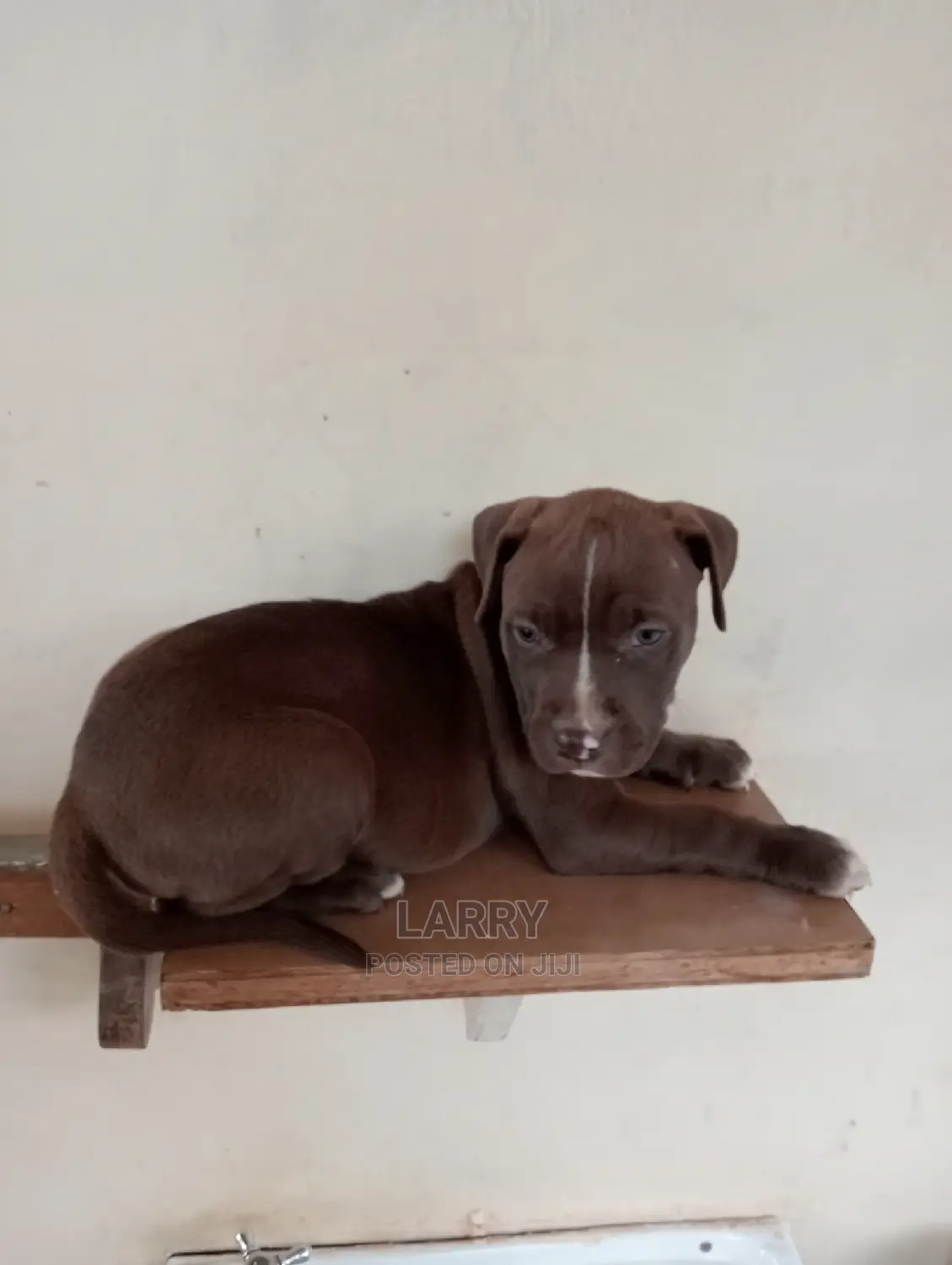 1-3 Months Female Purebred American Pit Bull Terrier