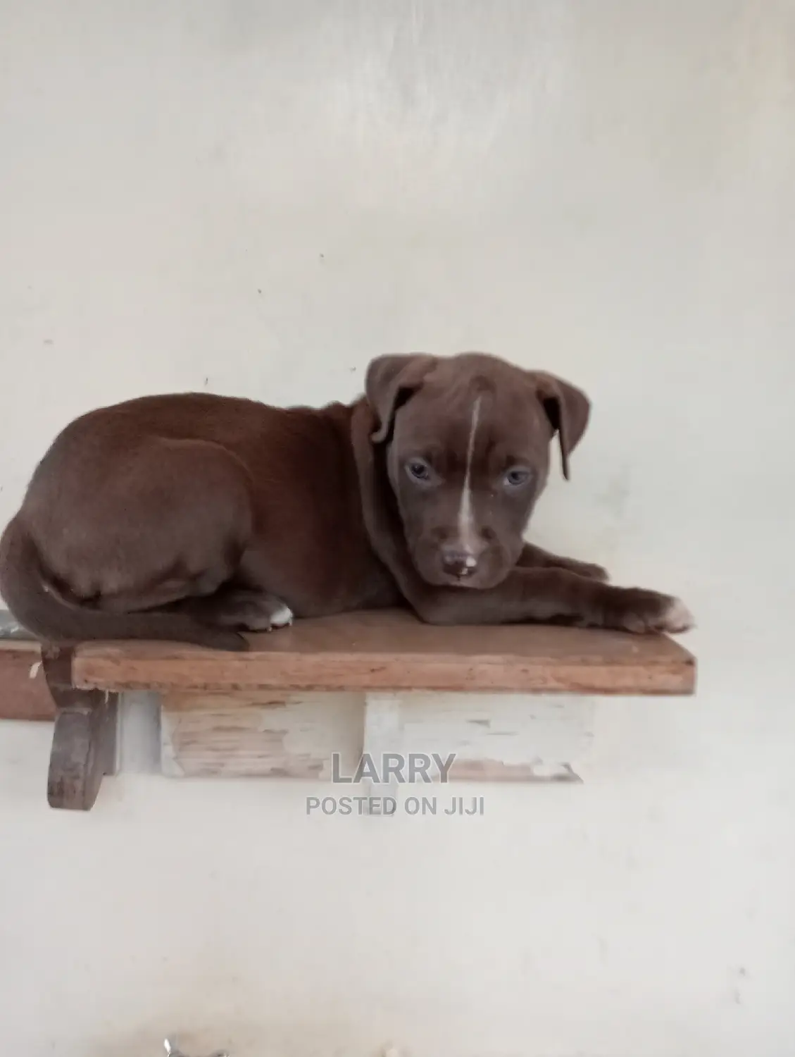 1-3 Months Female Purebred American Pit Bull Terrier