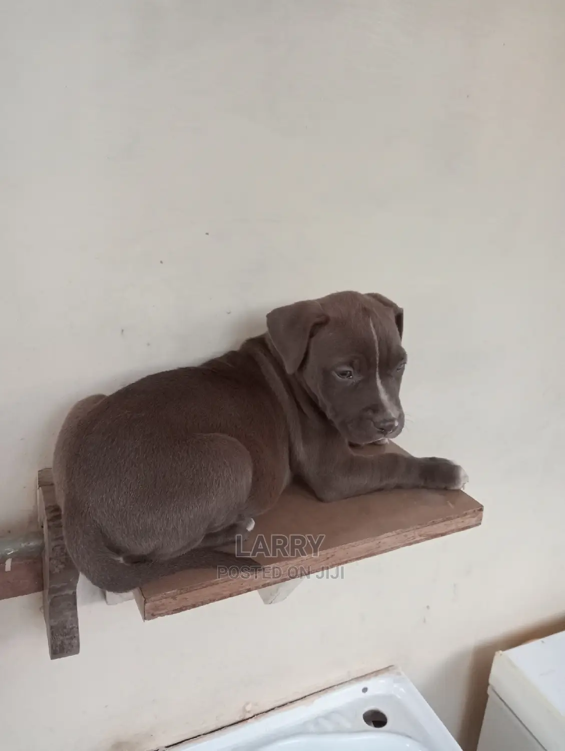 1-3 Months Female Purebred American Pit Bull Terrier