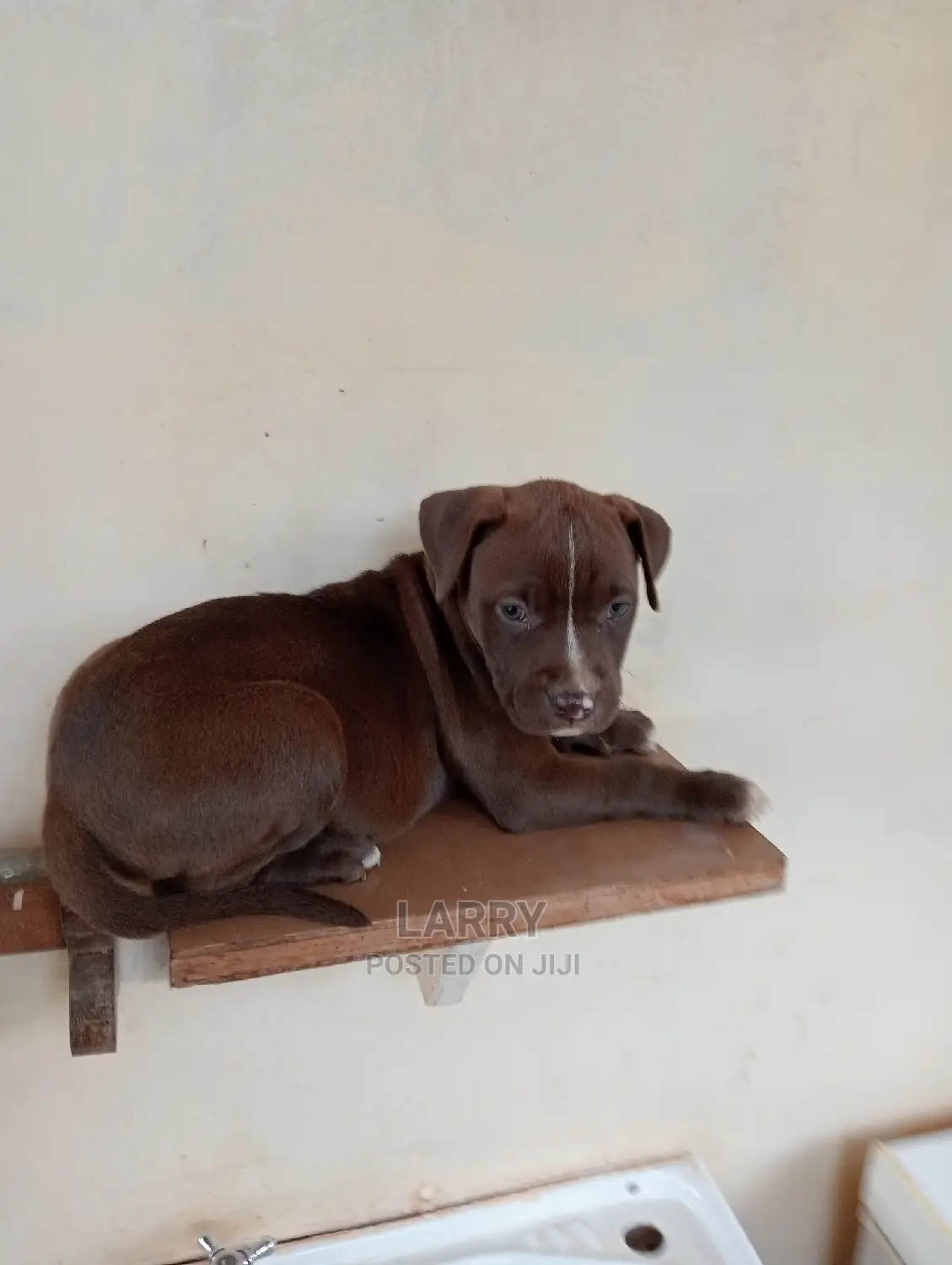 1-3 Months Female Purebred American Pit Bull Terrier