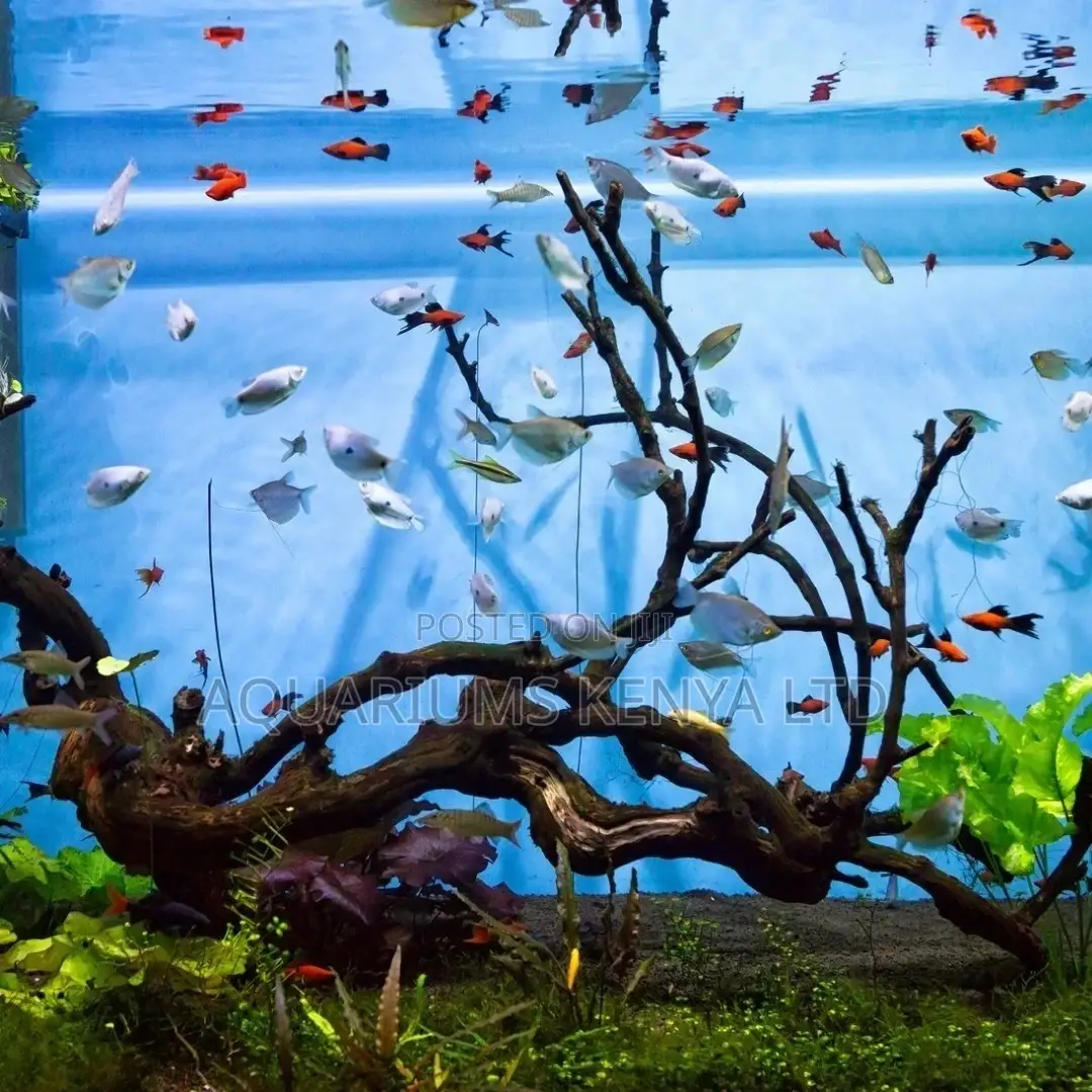 Nano Aquarium Fish Available