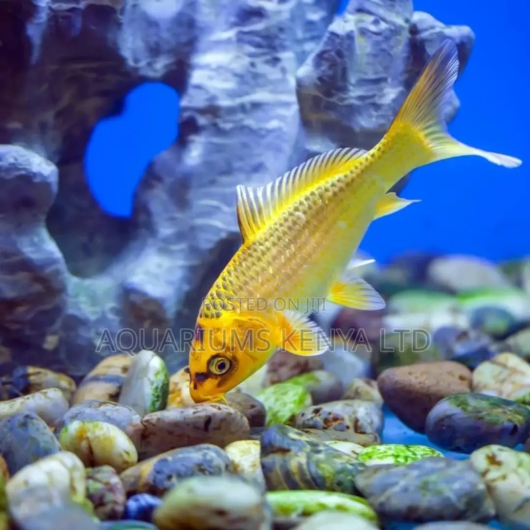 Aquarium Fish, Yellow Khoi Fish