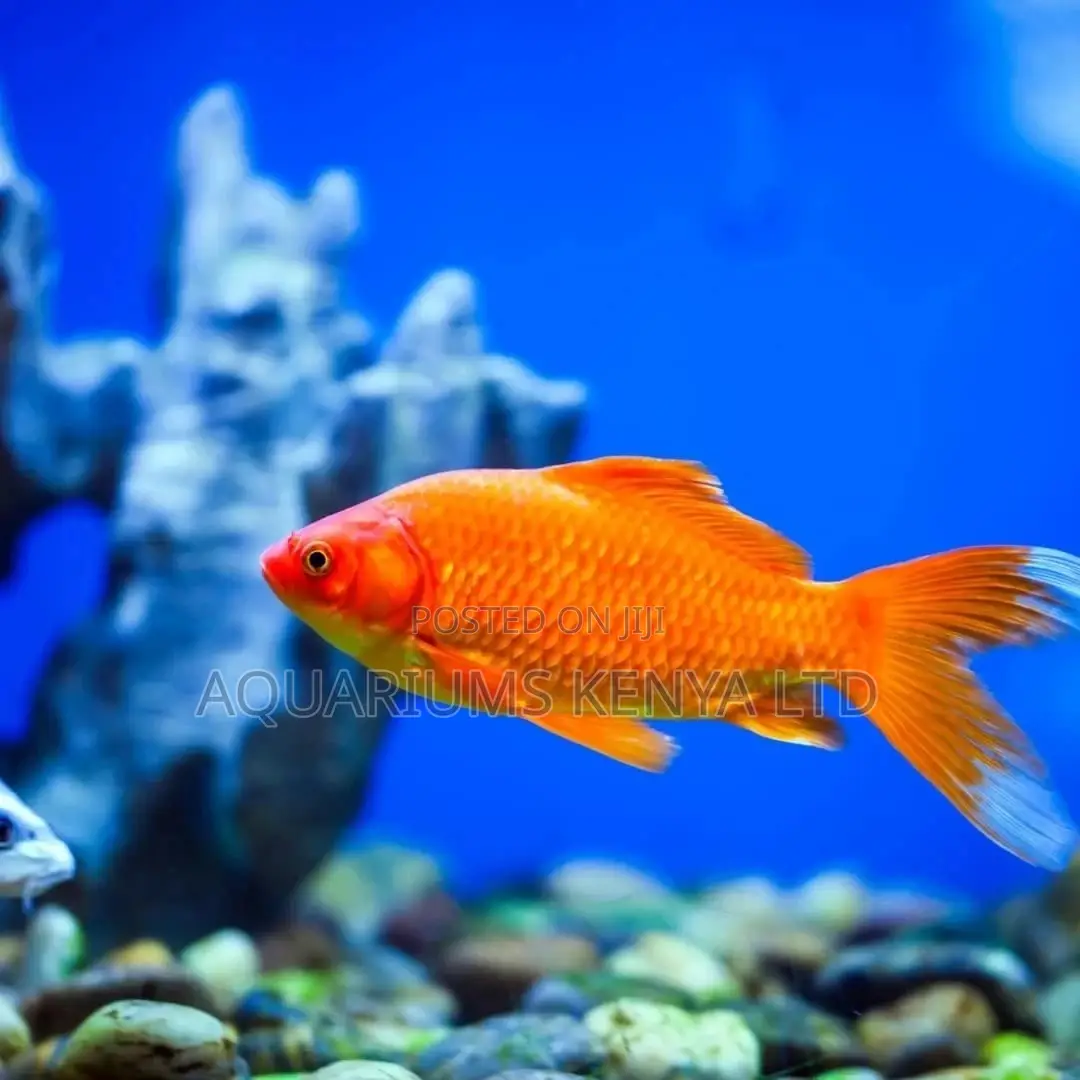 White Tail Goldfish, Aquarium Goldfish