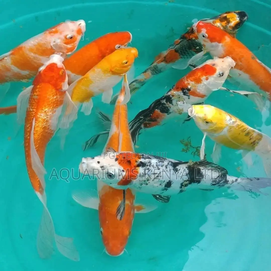 Aquarium Khoi Fish, Multi Colored Carps